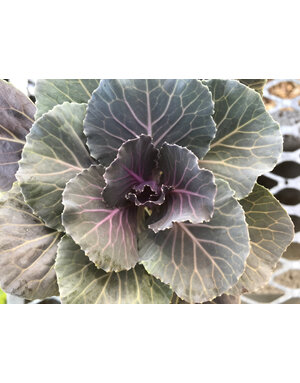 Kale, Brassica oleracea 'Pigeon' Red 4" Ornamental