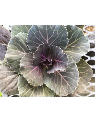Kale, Brassica oleracea 'Pigeon' Red 4" Ornamental