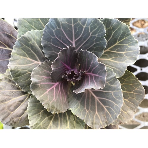 Kale, Brassica oleracea 'Pigeon' Red 4" Ornamental