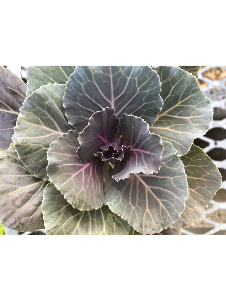 Kale, Brassica oleracea 'Pigeon' Red 4" Ornamental