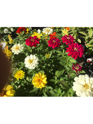 Zinnia, Zydeco 'Mix' 4" Annual Zinnia, Zydeco 'Mix' 4" Annual