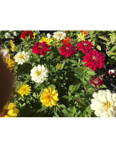 Zinnia, Zydeco 'Mix' 4" Annual