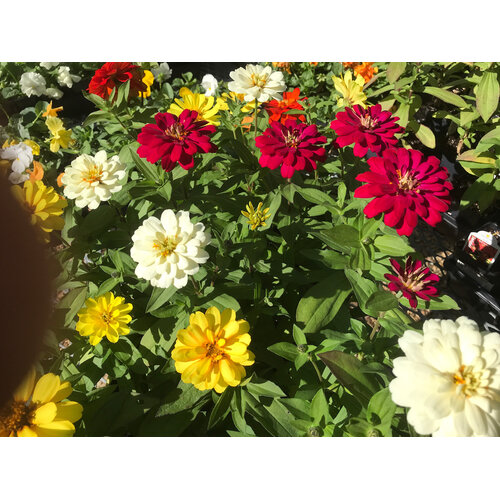Zinnia, Zydeco 'Mix' 4" Annual