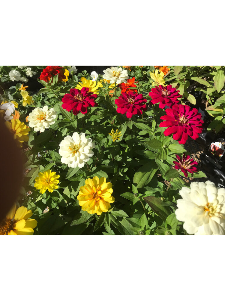 Zinnia, Zydeco 'Mix' 4" Annual