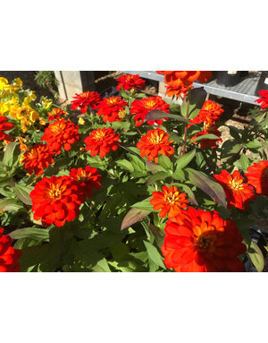 Zinnia, Zydeco 'Fire' 4" Annual