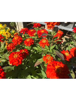 Zinnia, Zydeco 'Fire' 4" Annual Zinnia, Zydeco 'Fire' 4" Annual