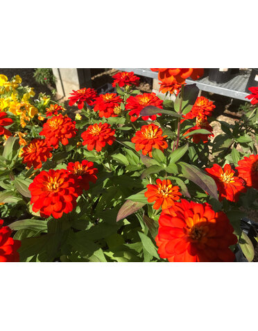 Zinnia, Zydeco 'Fire' 4" Annual