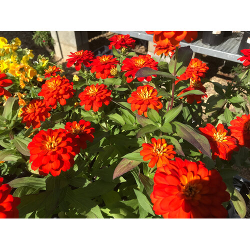 Zinnia, Zydeco 'Fire' 4" Annual