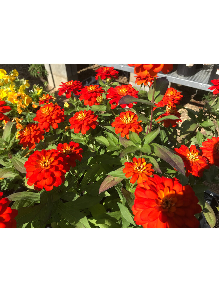 Zinnia, Zydeco 'Fire' 4" Annual
