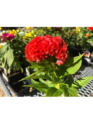 Celosia argentea plumosa 'Twisted Dark' Orange 4"