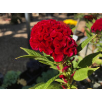 Celosia argentea plumosa 'Twisted Currant' Red 4"