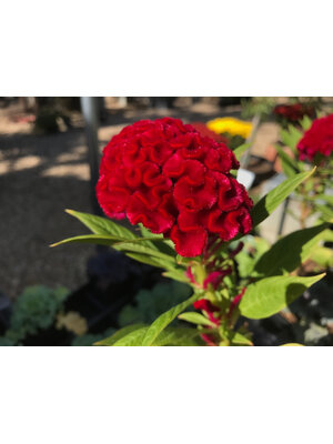 Celosia argentea plumosa 'Twisted Currant' Red 4"