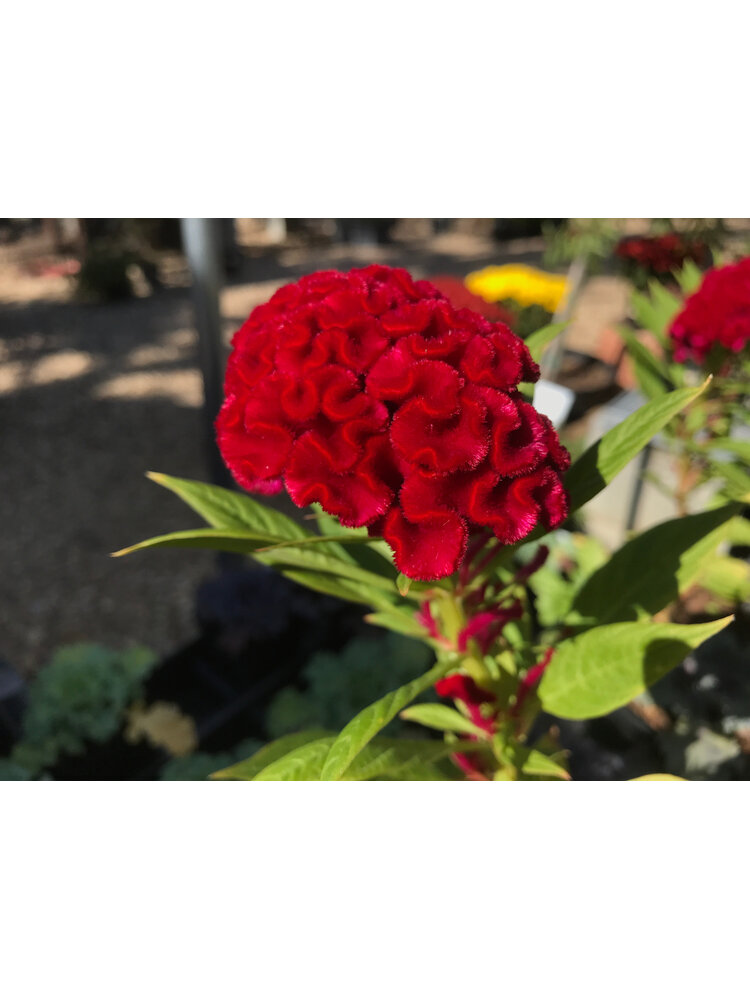 Celosia argentea plumosa 'Twisted Currant' Red 4"