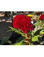Celosia argentea plumosa 'Twisted Currant' Red 4"