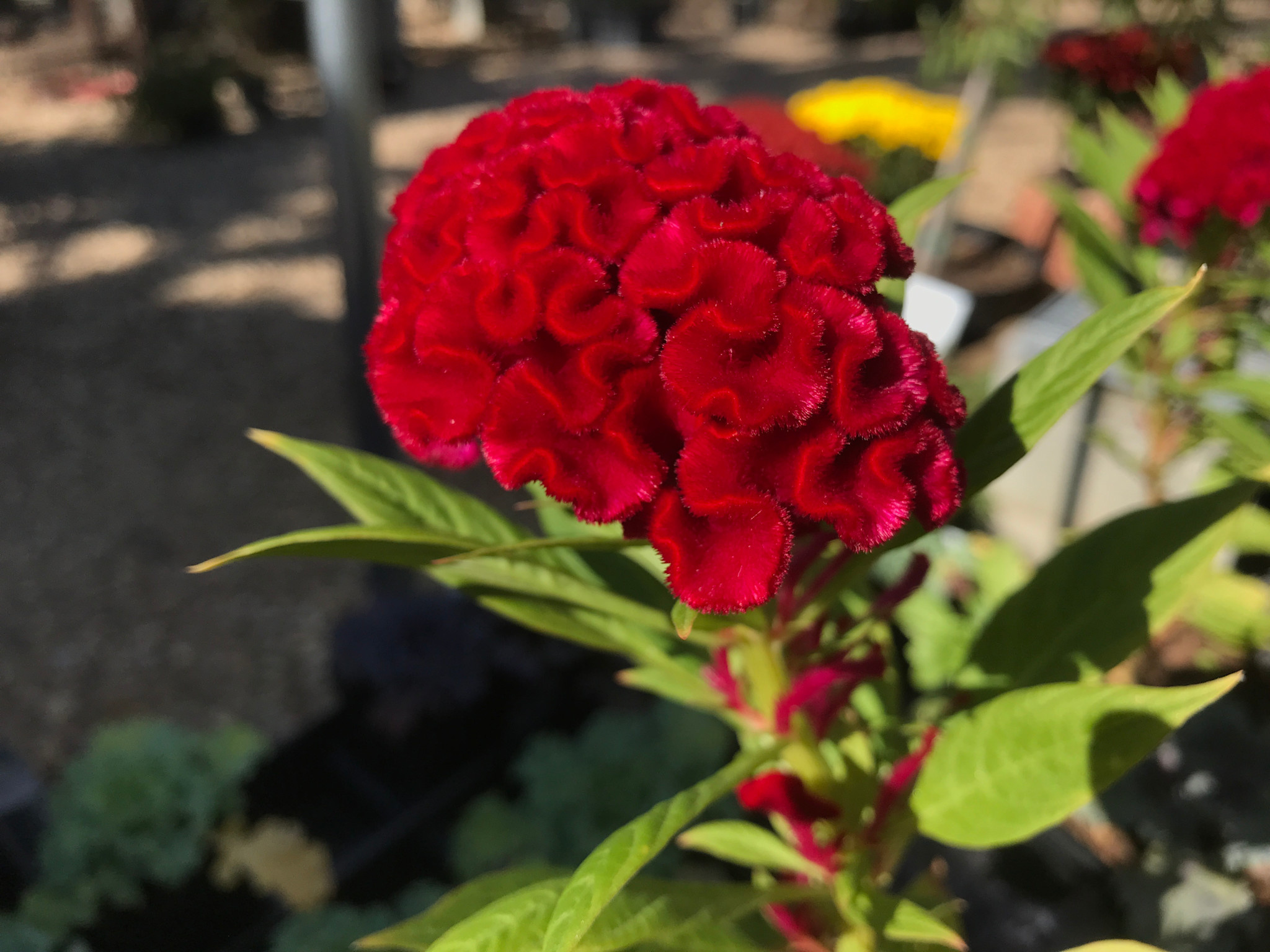 Celosia argentea plumosa 'Twisted Currant' Red 4"