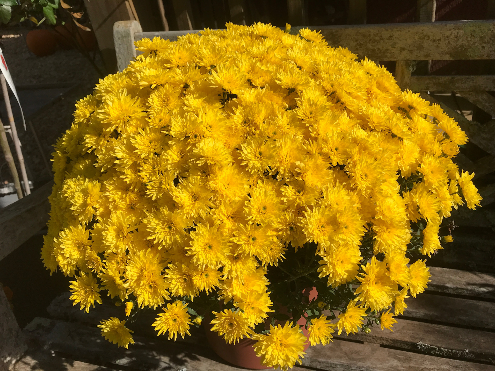 Mum, 10"