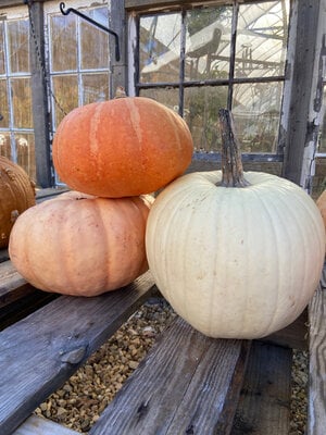 Heirloom Pumpkin- Small