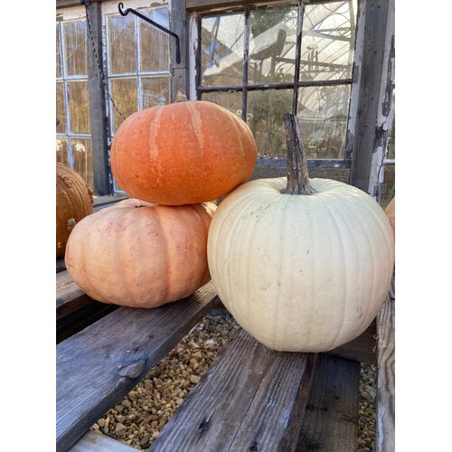 Heirloom Pumpkin- Small
