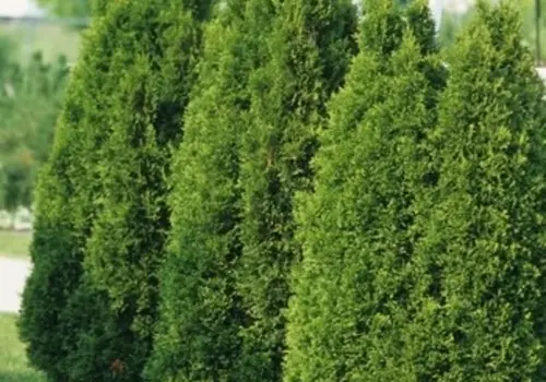 Trees