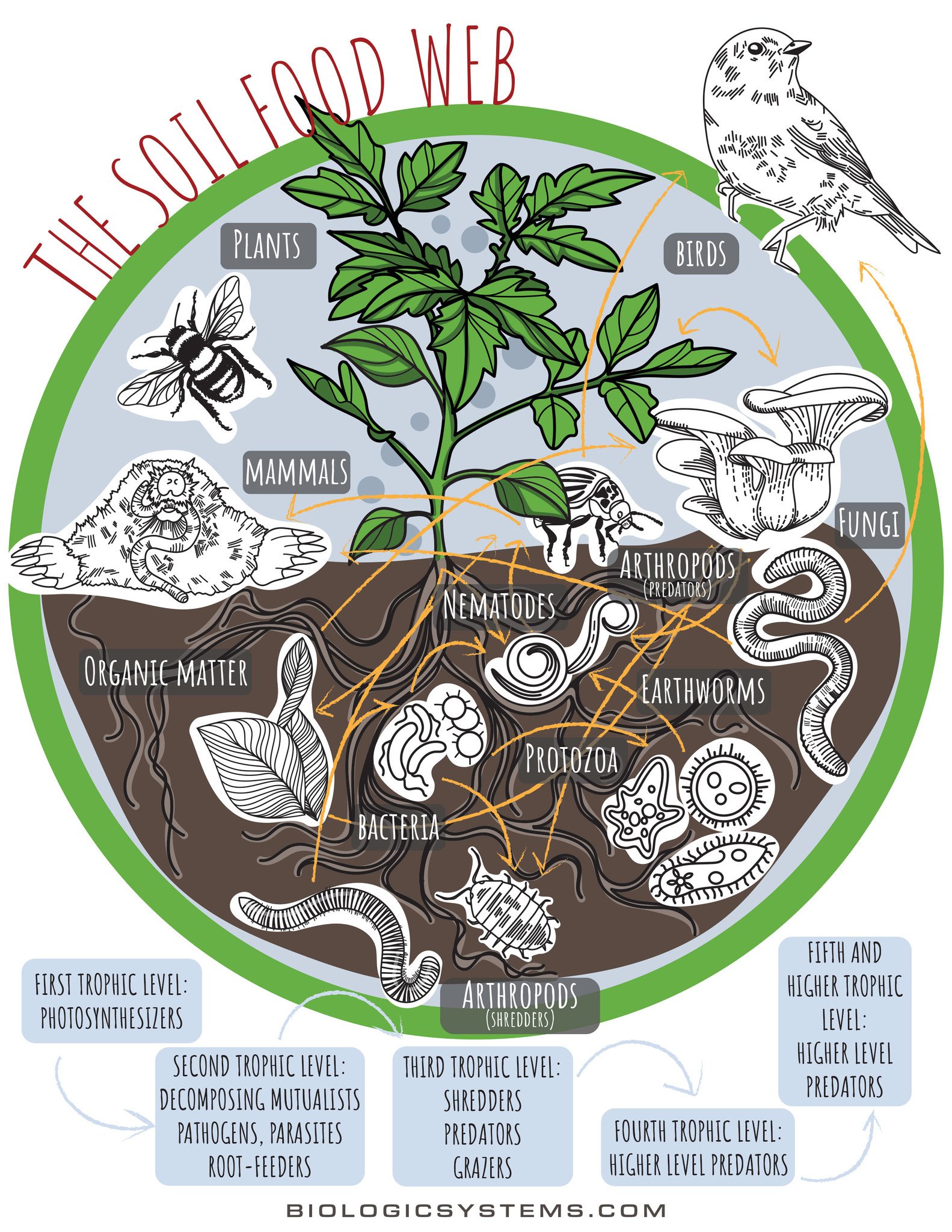 Understanding The Soil Food Web