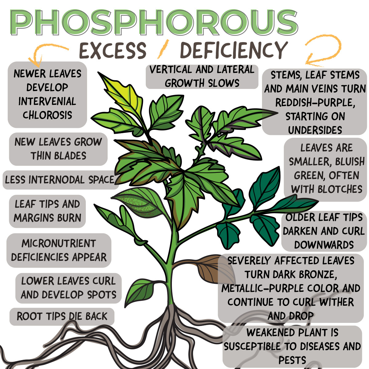 Identifying and Treating Phosphorous Toxicity and Deficiency