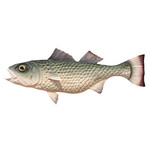 Striped Bass Wall Mount Decoy