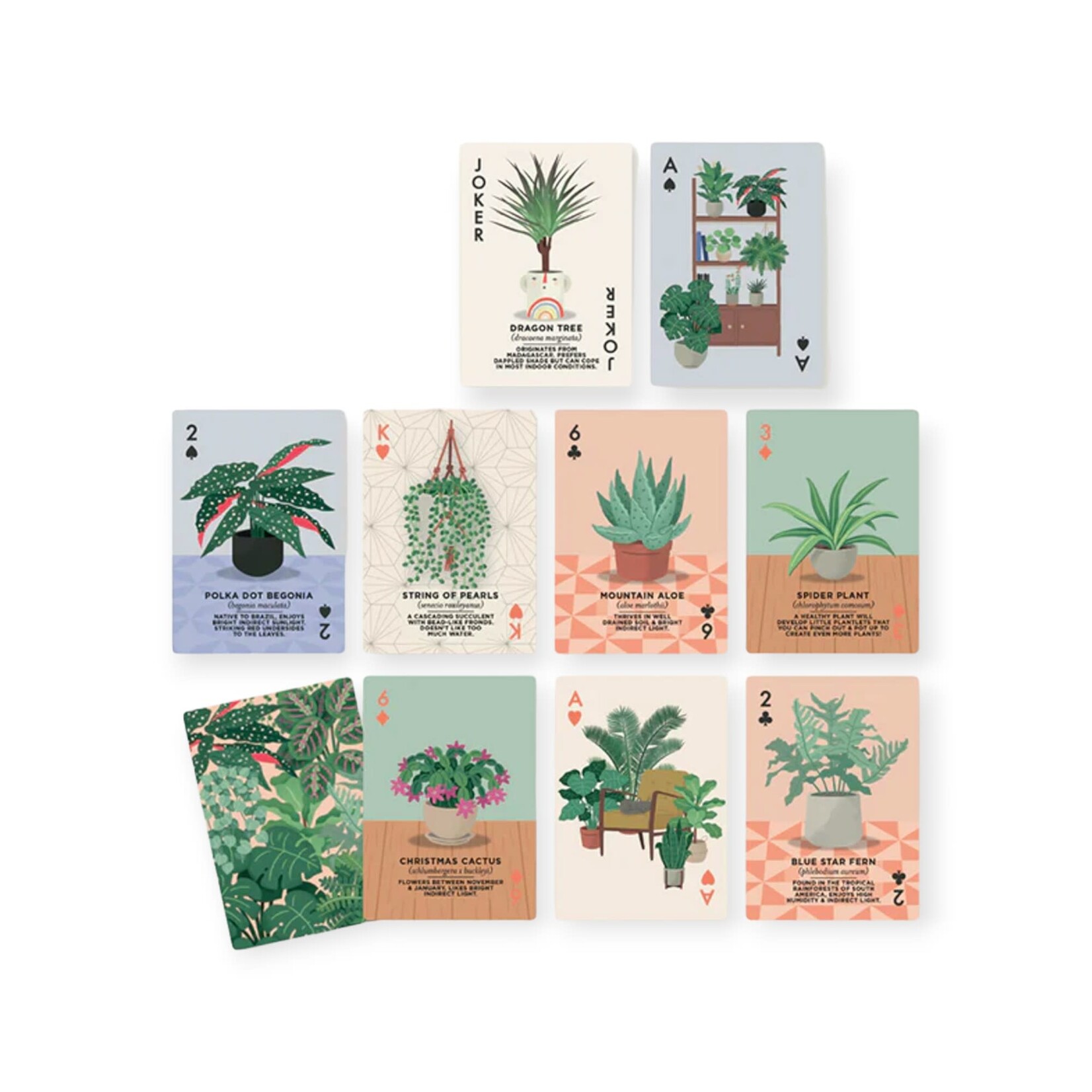 Hachette Book Group House Plants Playing Cards Tin