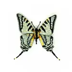 Scarce Swallowtail Brooch