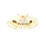 White Spring Moth Brooch