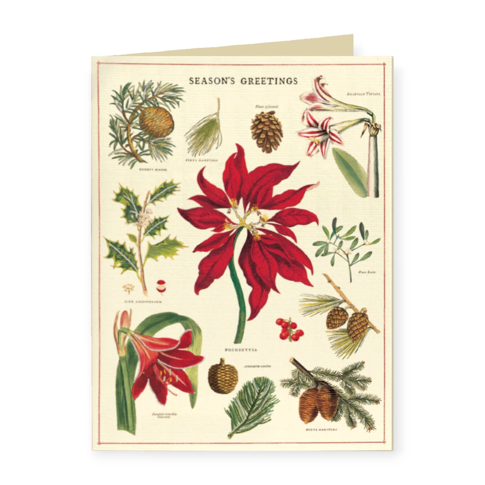 Cavallini Papers & Co. Inc Boxed Notes Botanica