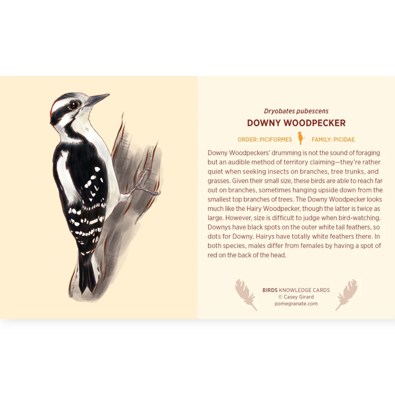 Pomegranate Communications Birds Knowledge Cards
