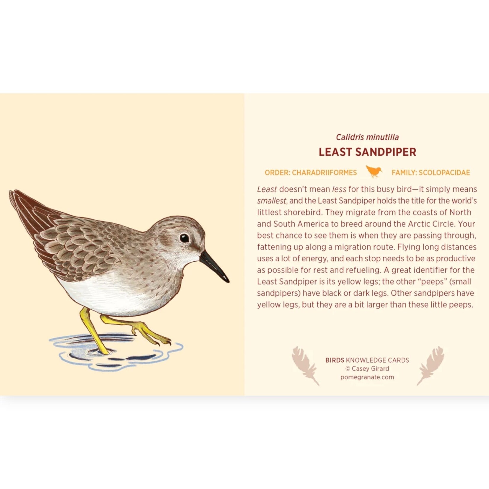 Pomegranate Communications Birds Knowledge Cards