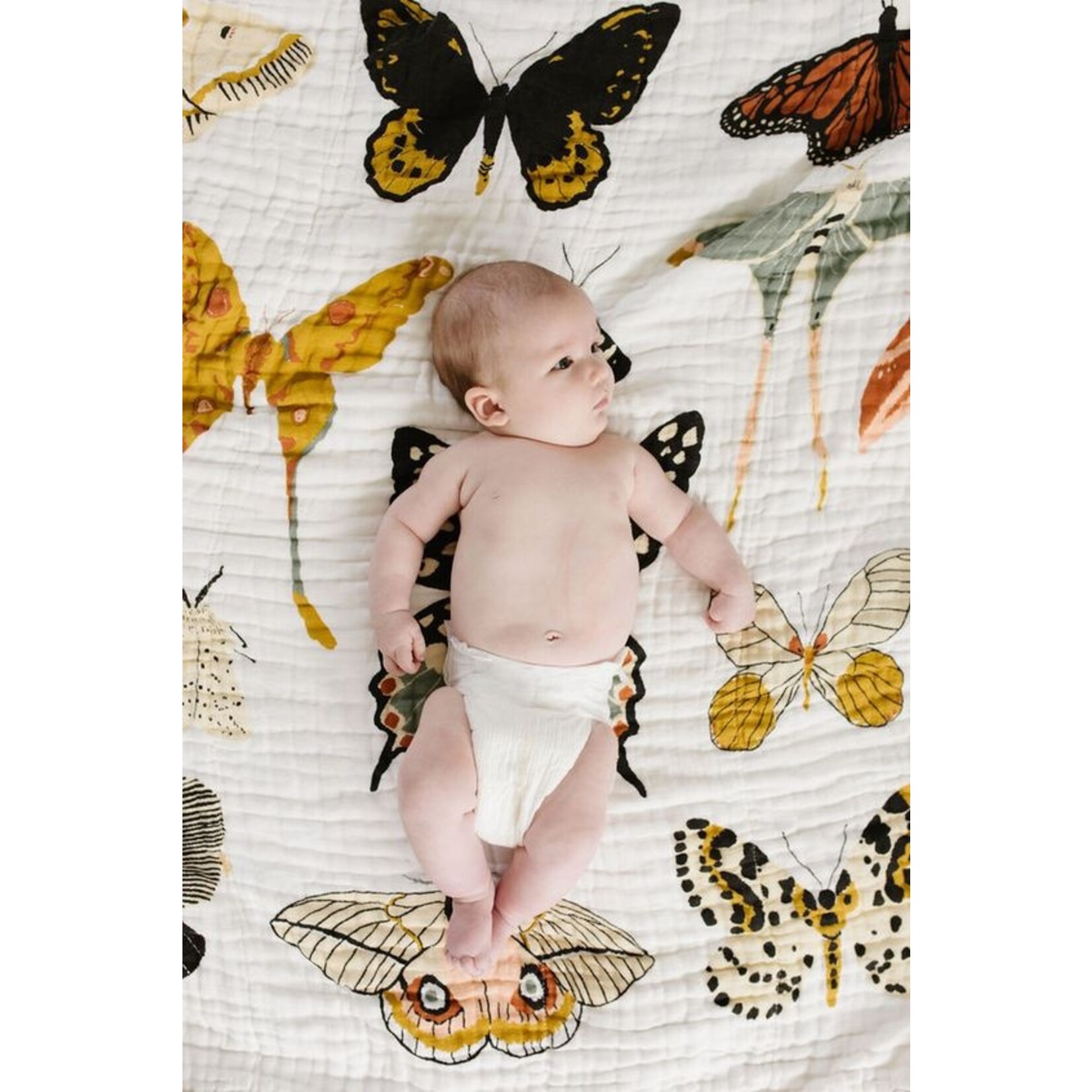 clementine butterfly collector quilt