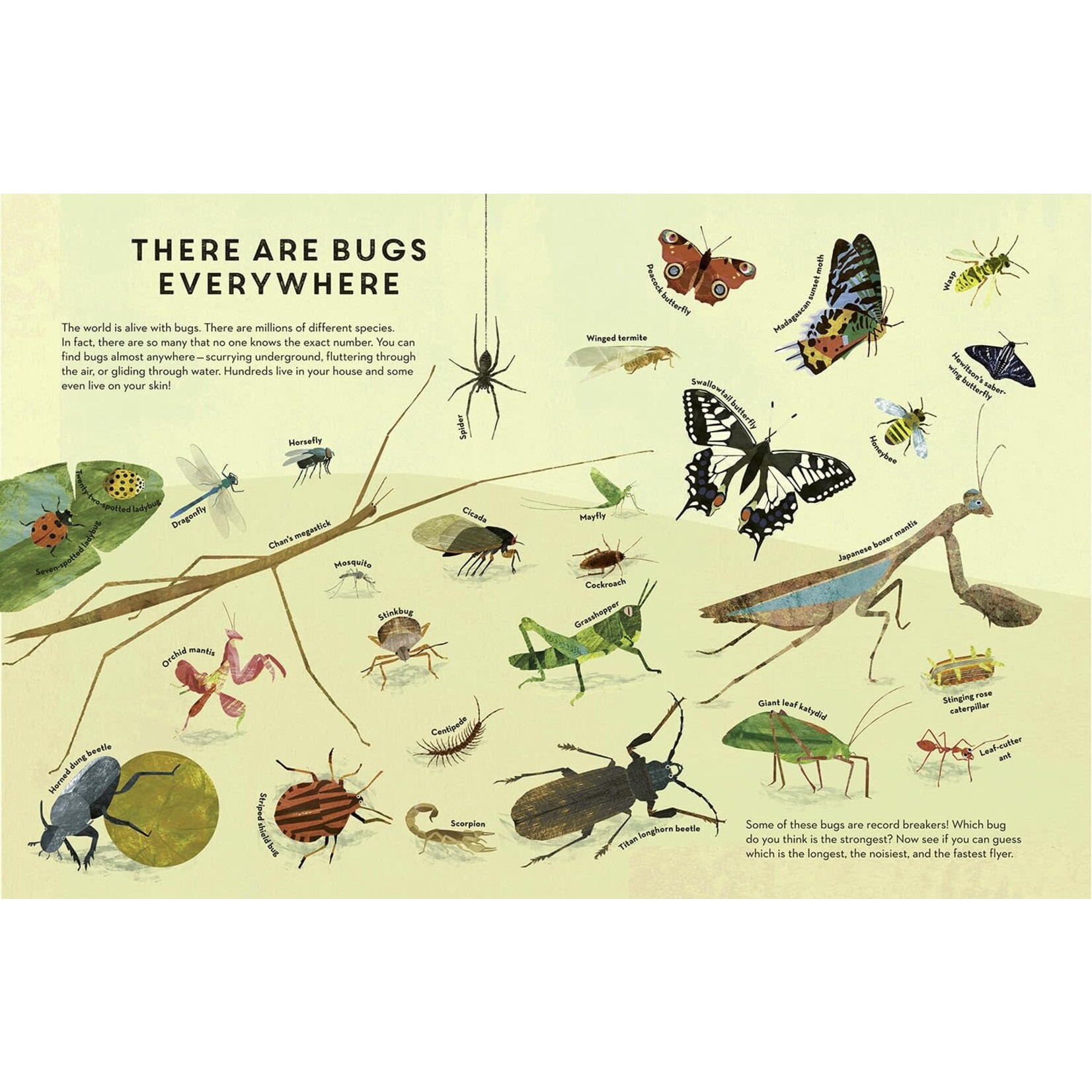 bugs everywhere