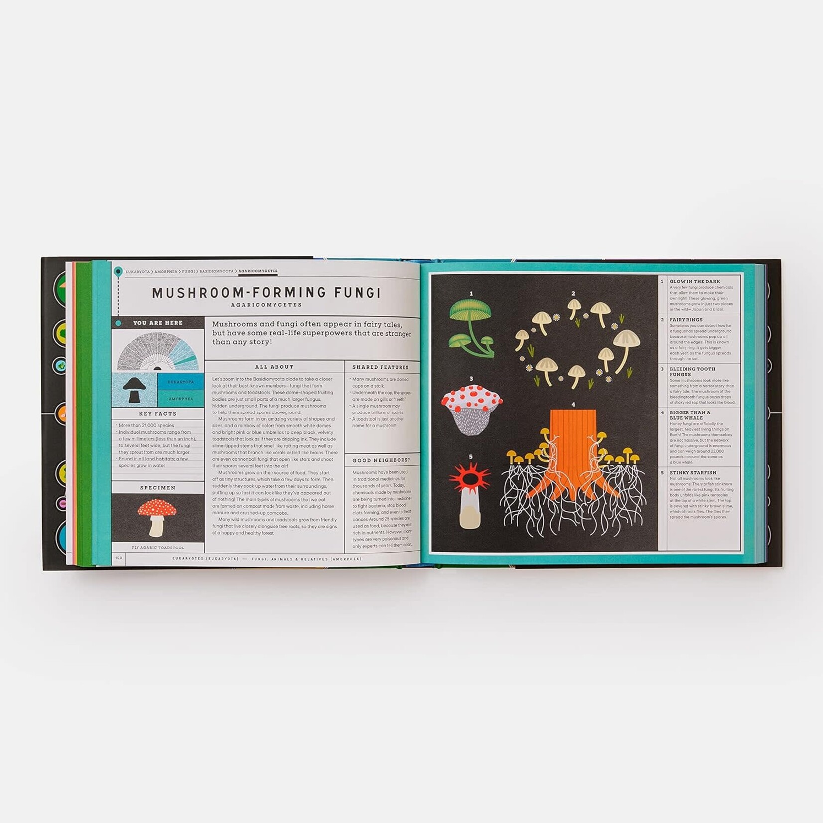 phaidon full of life