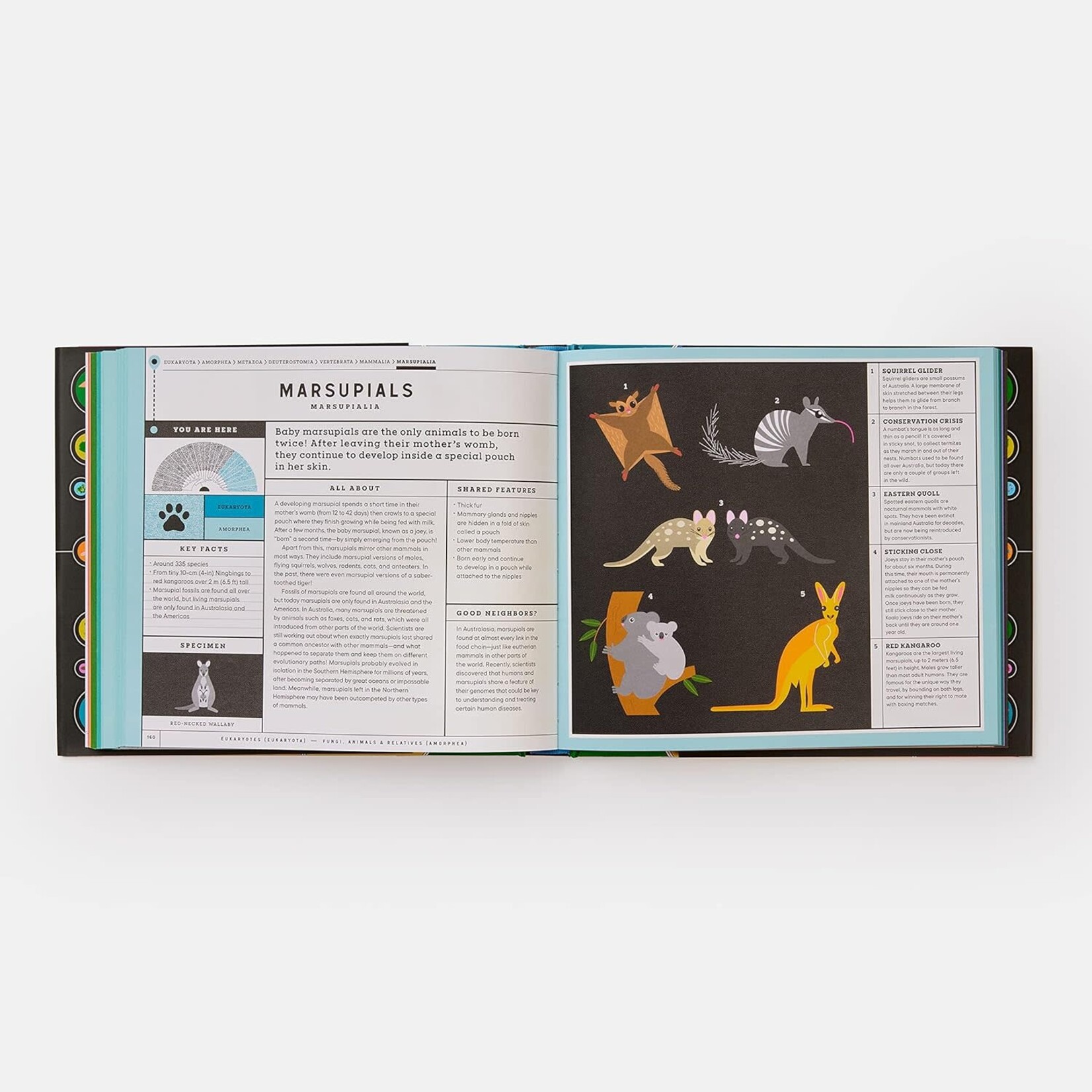 phaidon full of life