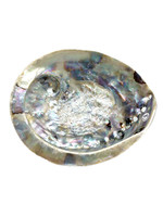 Abalone Shell