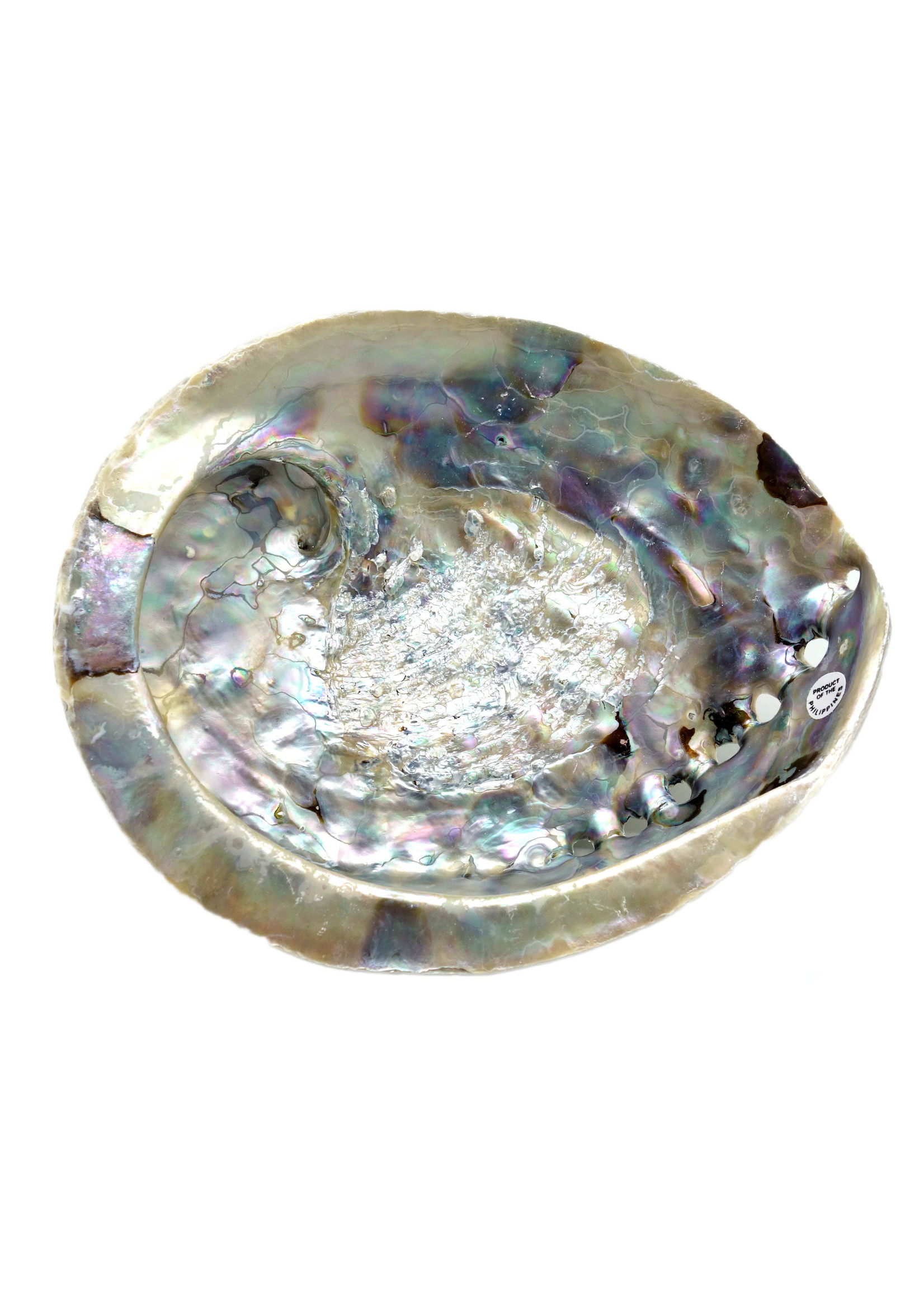 Abalone Shell