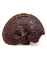 Reishi Mushrooms each