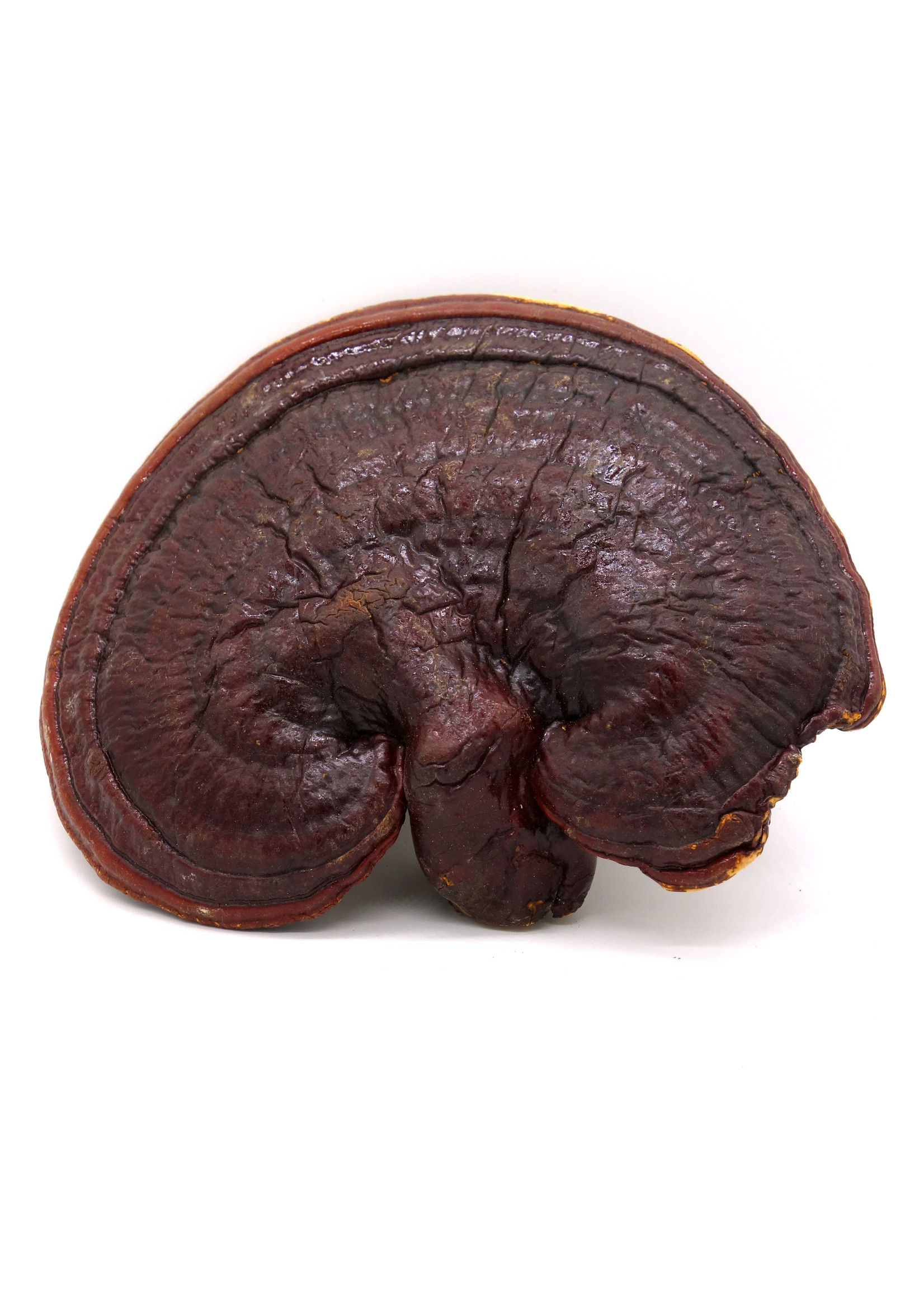 Reishi Mushrooms each