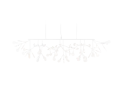 Heracleum III Linear