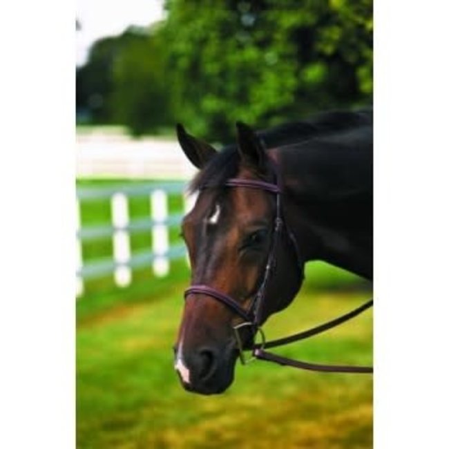 HDR HDR Plain Raised Bridle