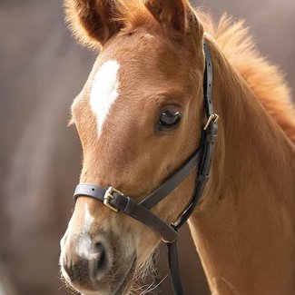 Shires Leather Foal Slip With Grab Strap