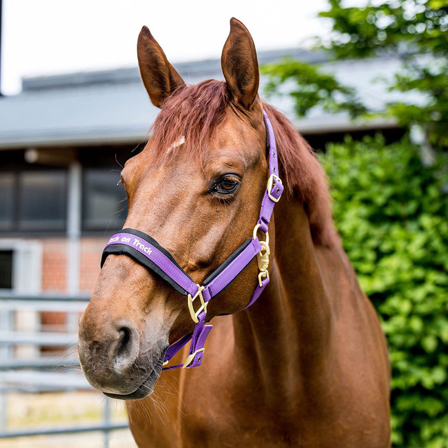 Back On Track Back On Track Werano Halter