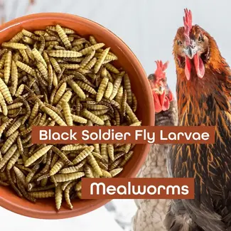 Flock N Good Bug Mix 1kg