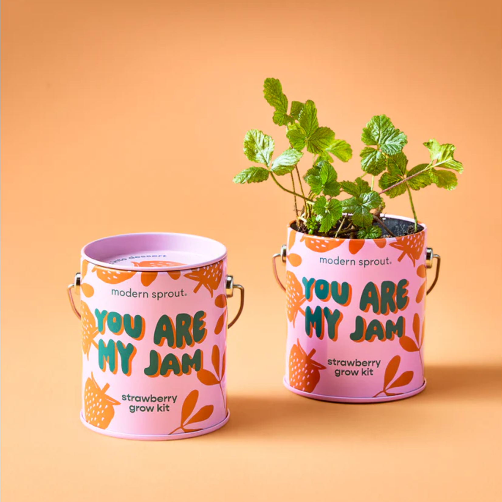 You are My Jam - Strawberry Grow Kit
