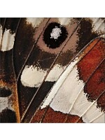 LUNCH NAPKIN 16CT 3P ENTOMOUNT WING