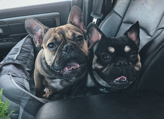 Dog Stuff