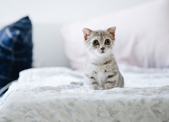 Cat Stuff