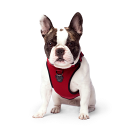 Canada Pooch Canada Pooch Everything Harness Mesh Red S